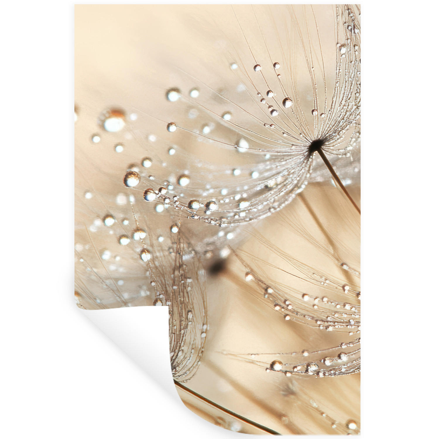 WANDTATTOO Löwenzahn - Abstrakt - Natur - Beige 80x120 cm - Braun, Kunststoff (80/120/0.1cm) - MuchoWow