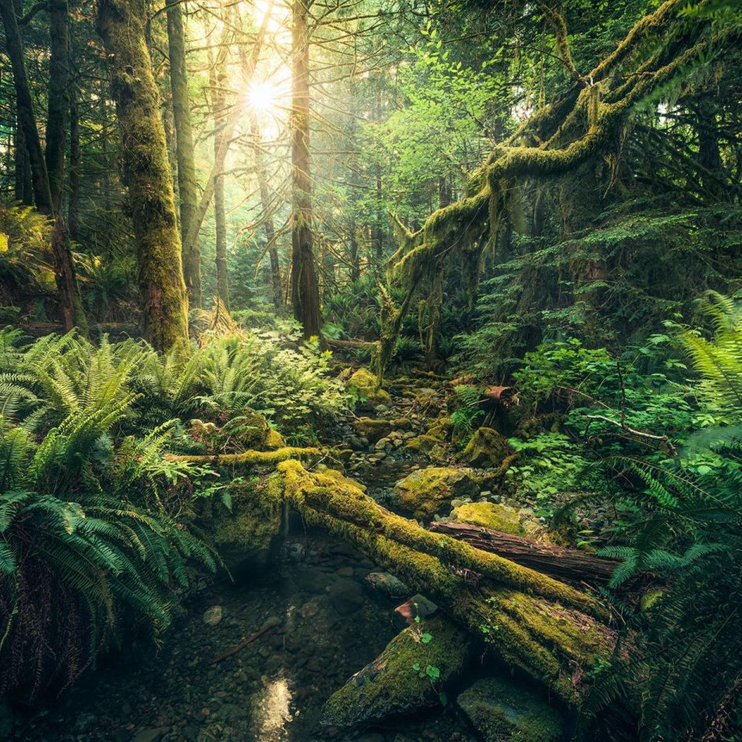 FOTOTAPETE Wald 450 x 280 cm - Grün, Papier (450/280cm) - Sanders & Sanders