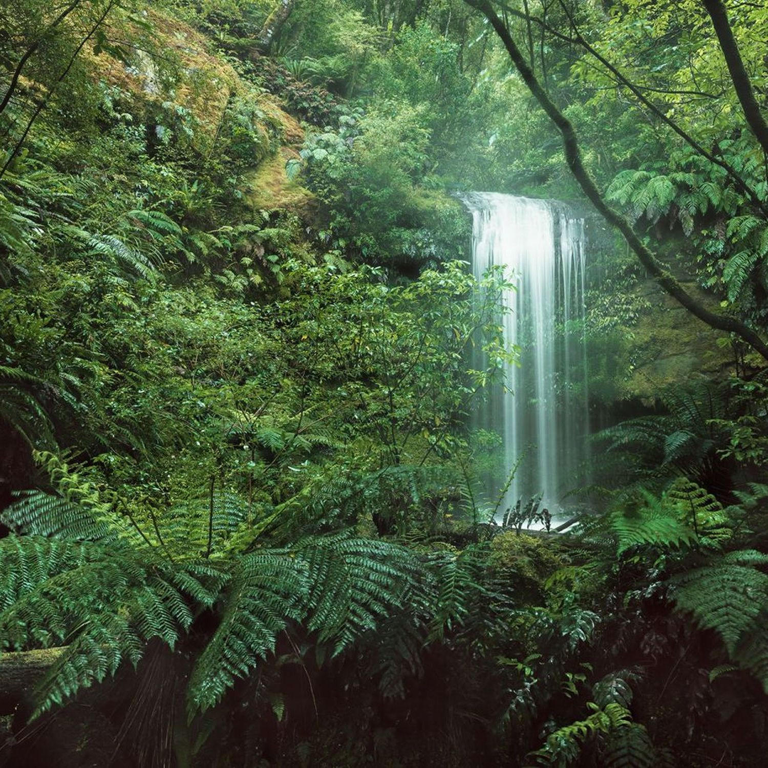 FOTOTAPETE Dschungel 450 x 280 cm - Grün, Papier (450/280cm) - Sanders & Sanders
