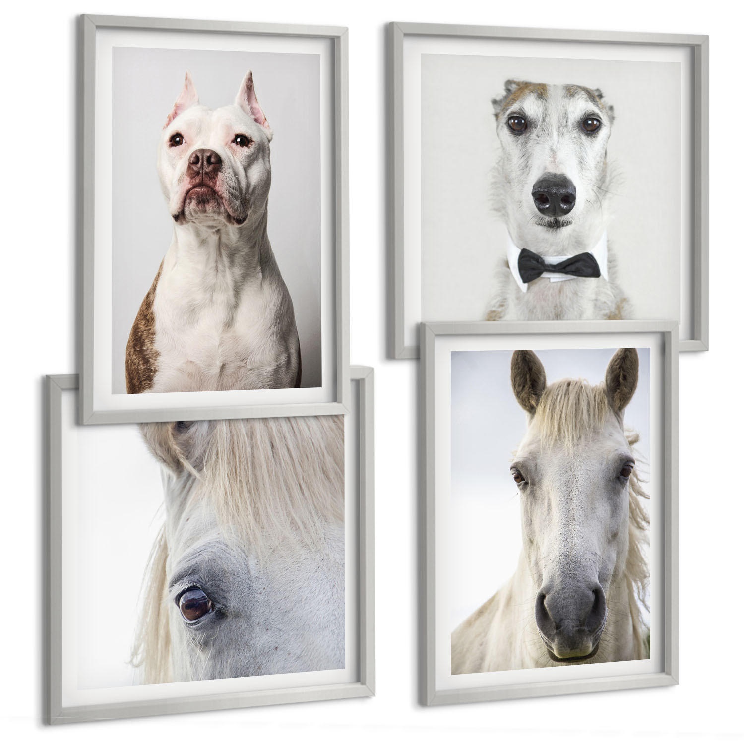 BILDER SET 4er Set - 50x50 cm & 40x60 cm Silberner Rahmen - Elegante Porträts von Hunden und Pferden - Silberfarben, Kunststoff (50/50cm) - TULUP