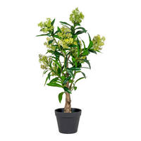 SKIMMIA-BAUM PE-Kunststoff Grün - Grün, Kunststoff (75cm) - tinkaro