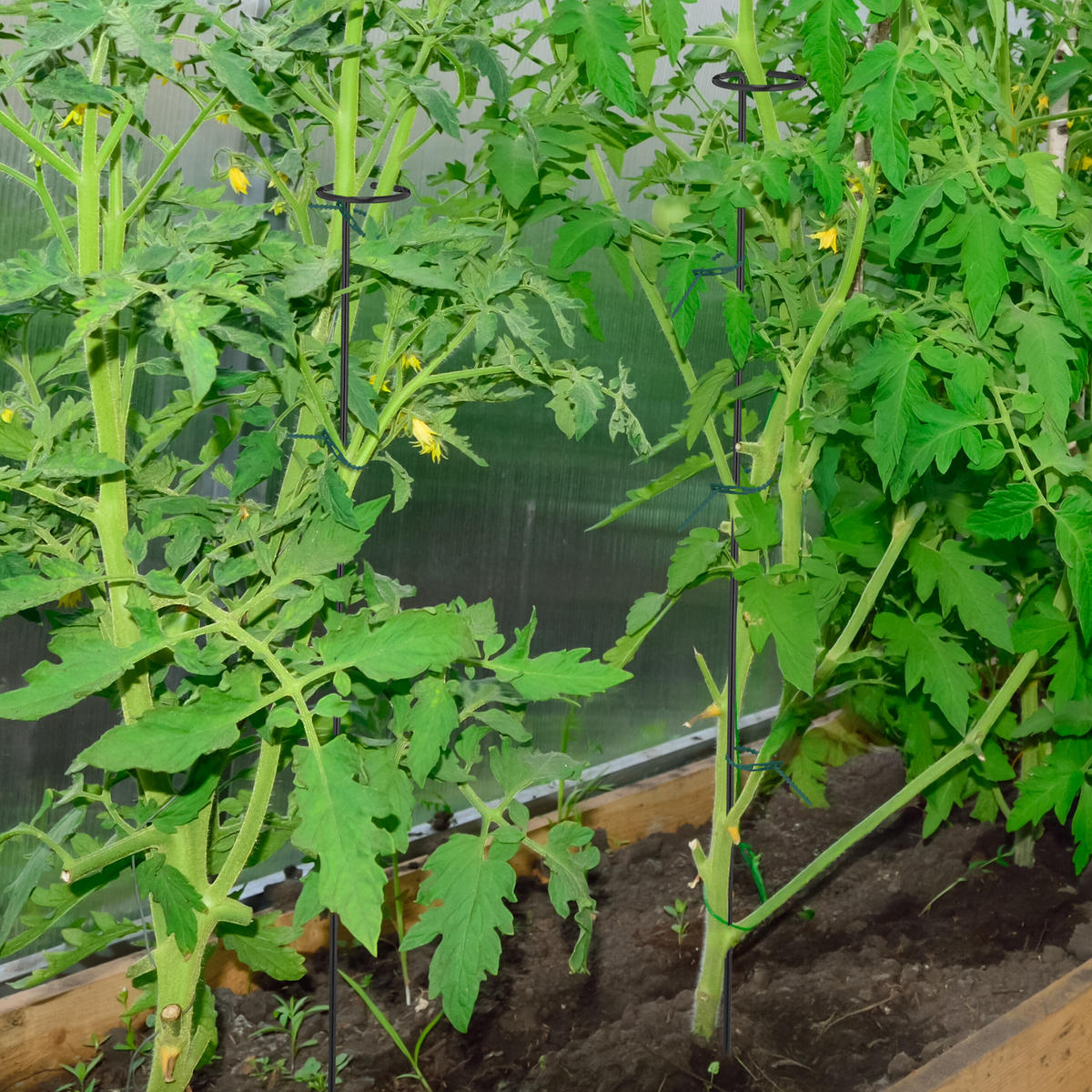 6xPFLANZSTÄBE - Schwarz, Metall (6/80/6cm) - Relaxdays