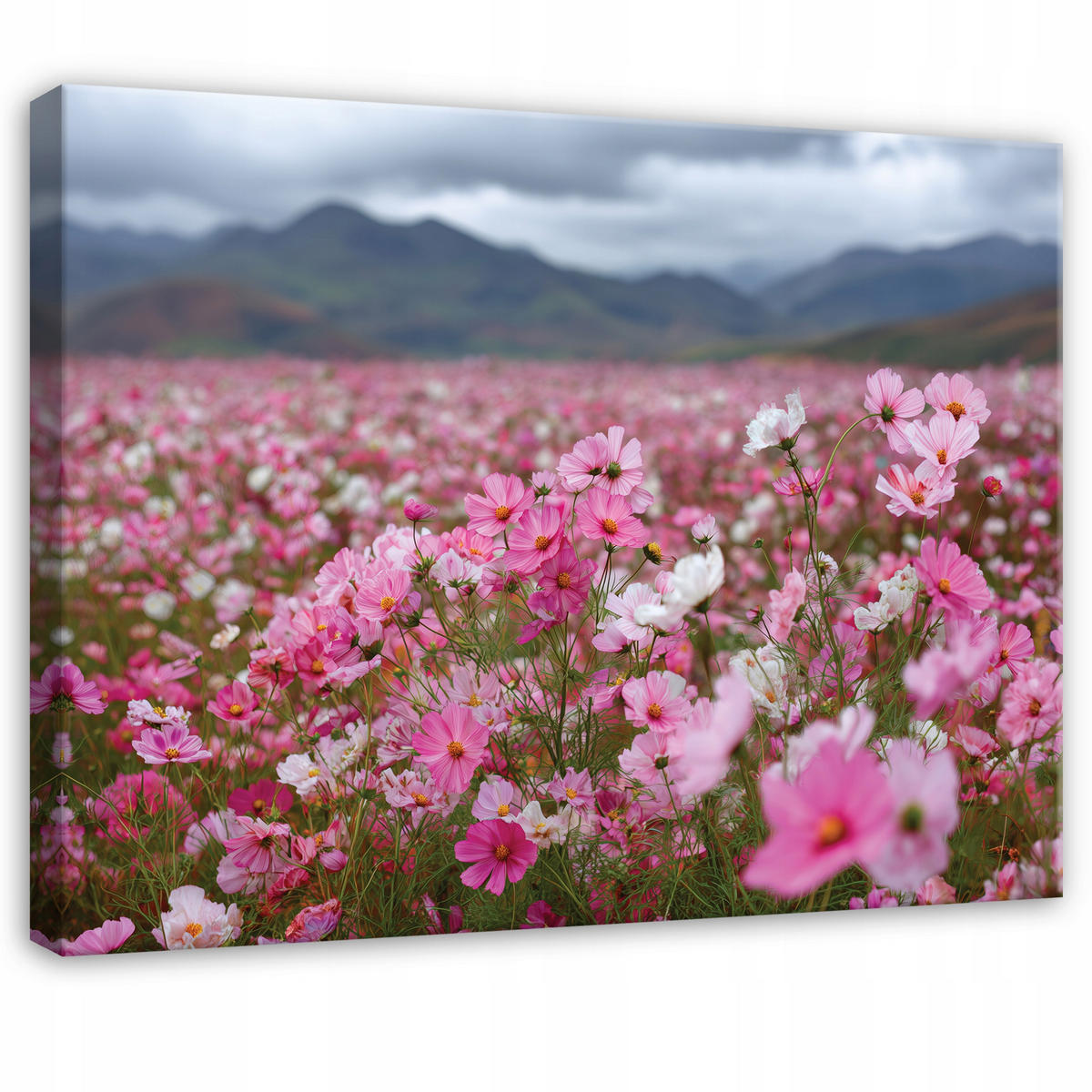 LEINWANDBILD Blumen Felder Rosa 120x80 cm - Multicolor, Holzwerkstoff (120/80cm) - Wallarena