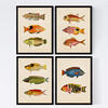 POSTER Set mit 4 Inder 11 verschiedenen Fischen A4 Rahmenlos - Klar, Papier (29.7/3cm) - Nacnic