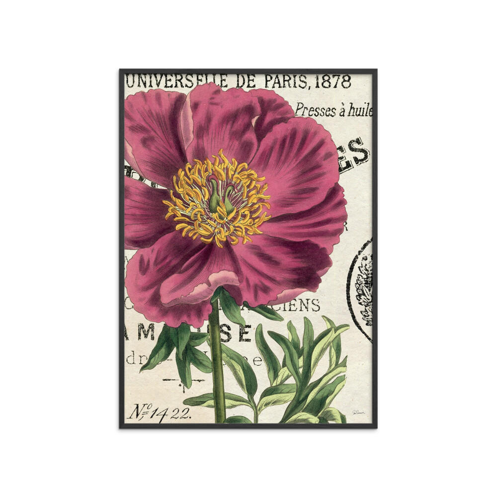 POSTER mit Rahmen Wild Apple - Global - Pink/Schwarz, Holz/Papier (30/40cm) - Poster&Frame