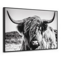 LEINWAND Bilder mit Rahmen - Kuh - Schottischer Hochländer - Schwarz - Weiß - Tier - Natur - Wildtiere - 140x90 - Schwarz, Textil (140/90cm) - MuchoWow