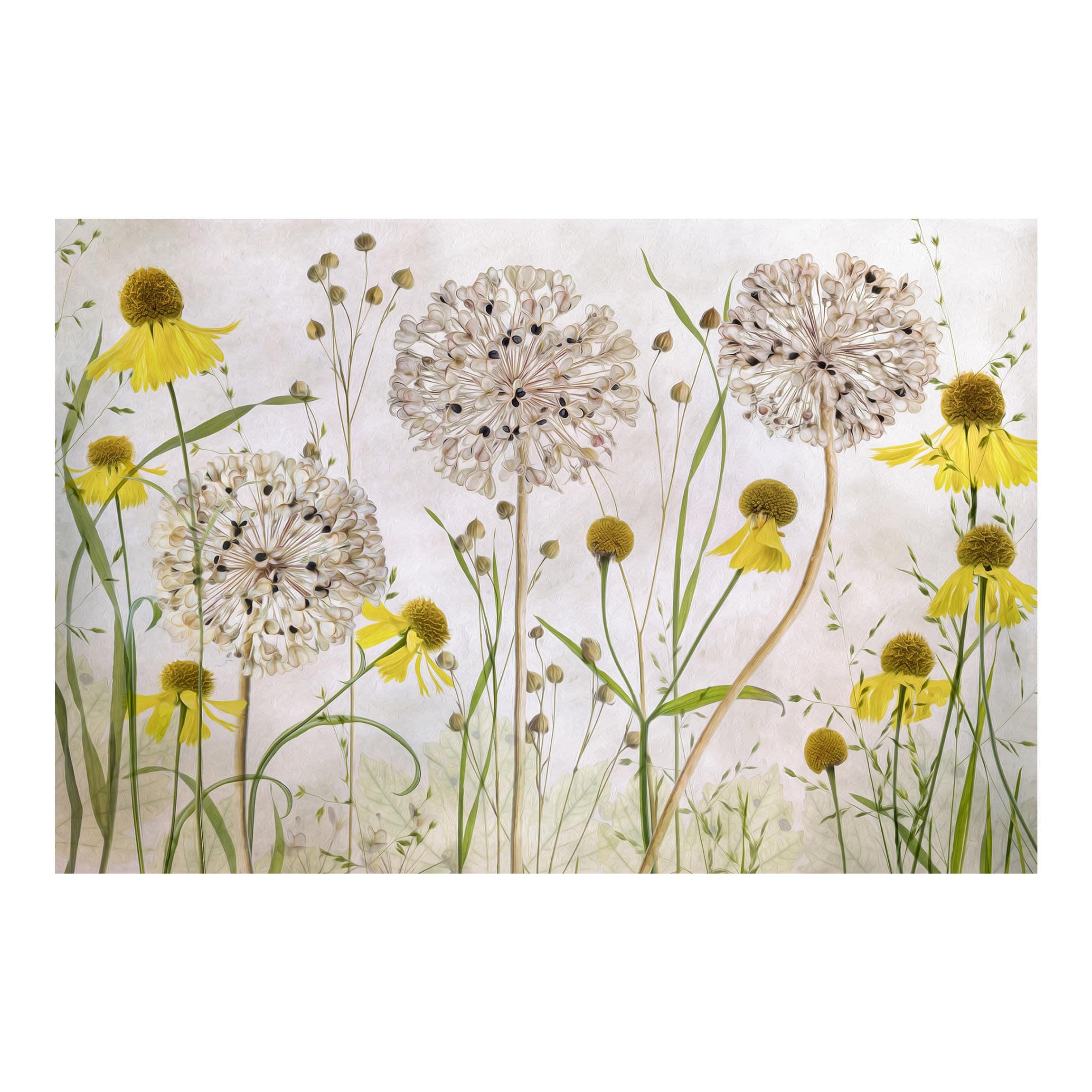 FOTOTAPETE Allium und Helenium Illustration 336/225 cm - Eichefarben, Papier (336/225cm) - Bilderwelten