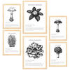 POSTER Set Mit 6 Komposition Aus Schwarzen & Weißen Pilzfamilien A3 & A4 Rahmen Aus Hellem Holz - Beige, Papier (29/3cm) - Nacnic