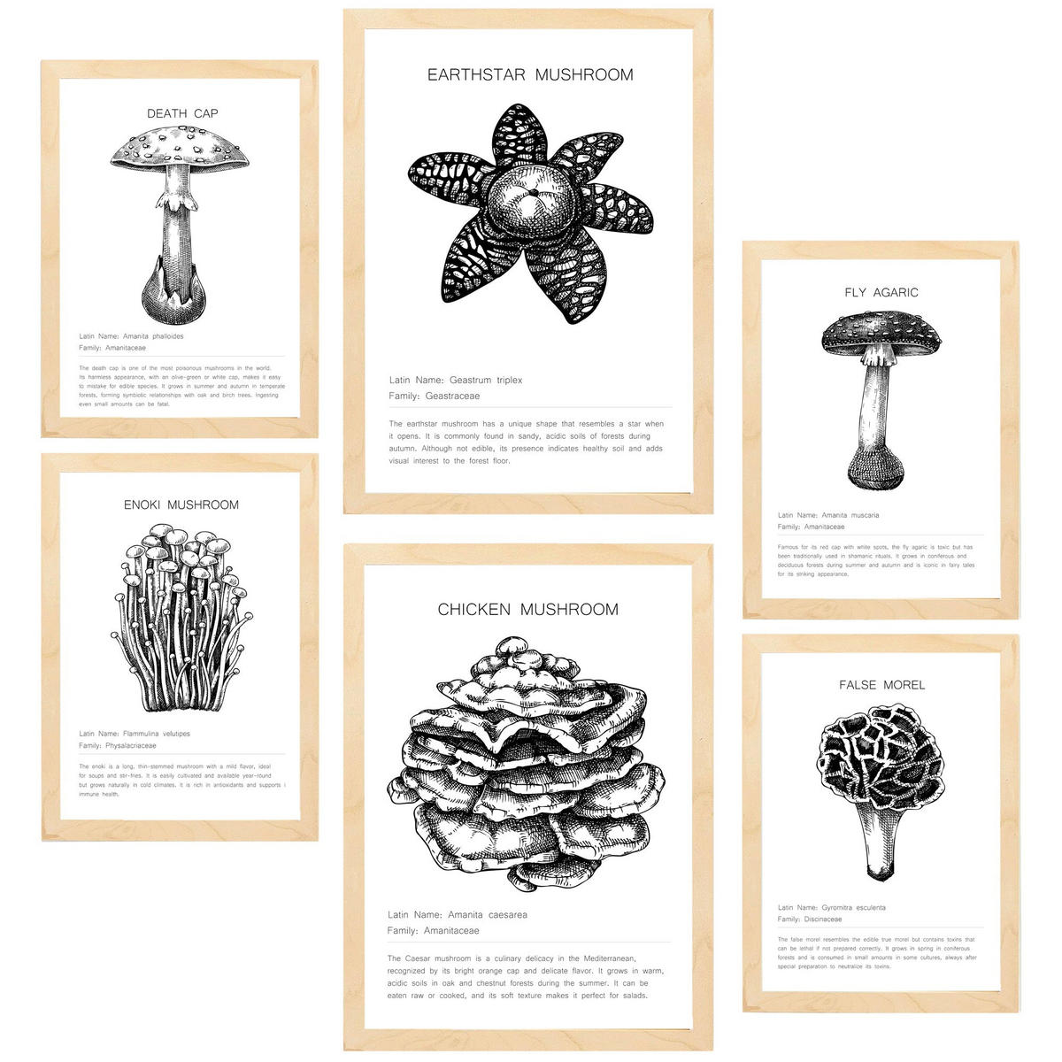 POSTER Set Mit 6 Komposition Aus Schwarzen & Weißen Pilzfamilien A3 & A4 Rahmen Aus Hellem Holz - Beige, Papier (29/3cm) - Nacnic