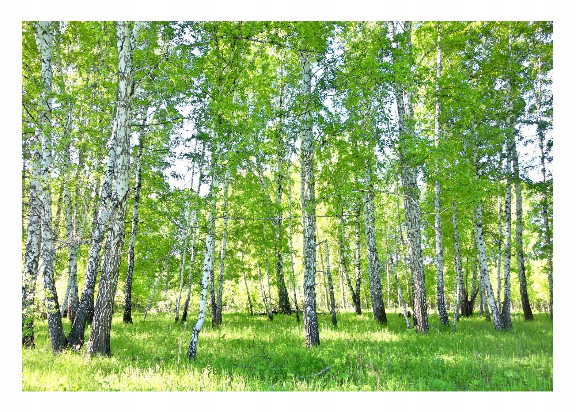 FOTOTAPETE Wald Baume Vliestapete Tapete 400x280 - Multicolor, Papier (400/280cm) - Wallarena