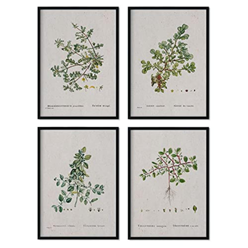 POSTER Set mit 4 von Blättern aus dem Künstler PierreJoseph Redouté A3 Schwarzer Rahmen - Schwarz, Papier (29.7/3cm) - Nacnic