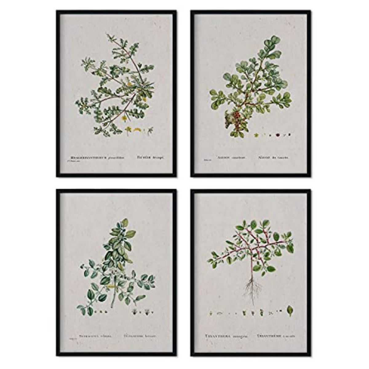 POSTER Set mit 4 von Blättern aus dem Künstler PierreJoseph Redouté A3 Schwarzer Rahmen - Schwarz, Papier (29.7/3cm) - Nacnic