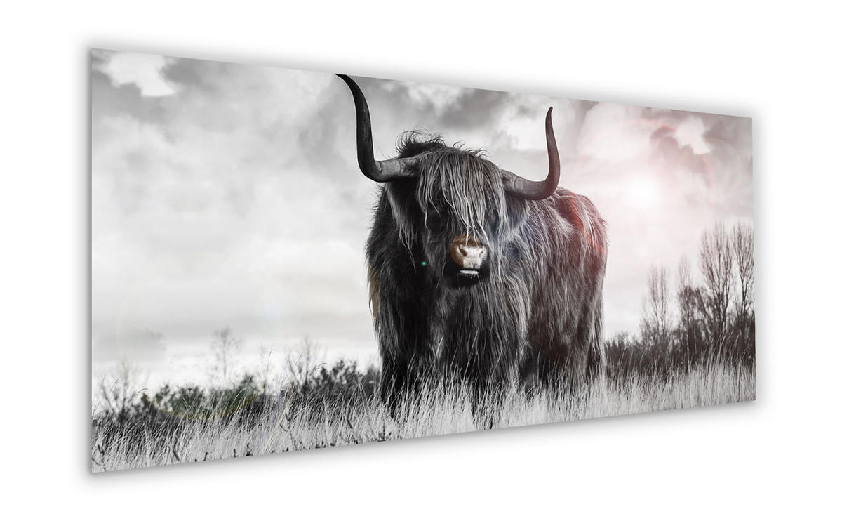 GLASBILD 125x50 cm Highlandkuh schwarz weiß - Weiß, Glas (125/50cm) - artissimo