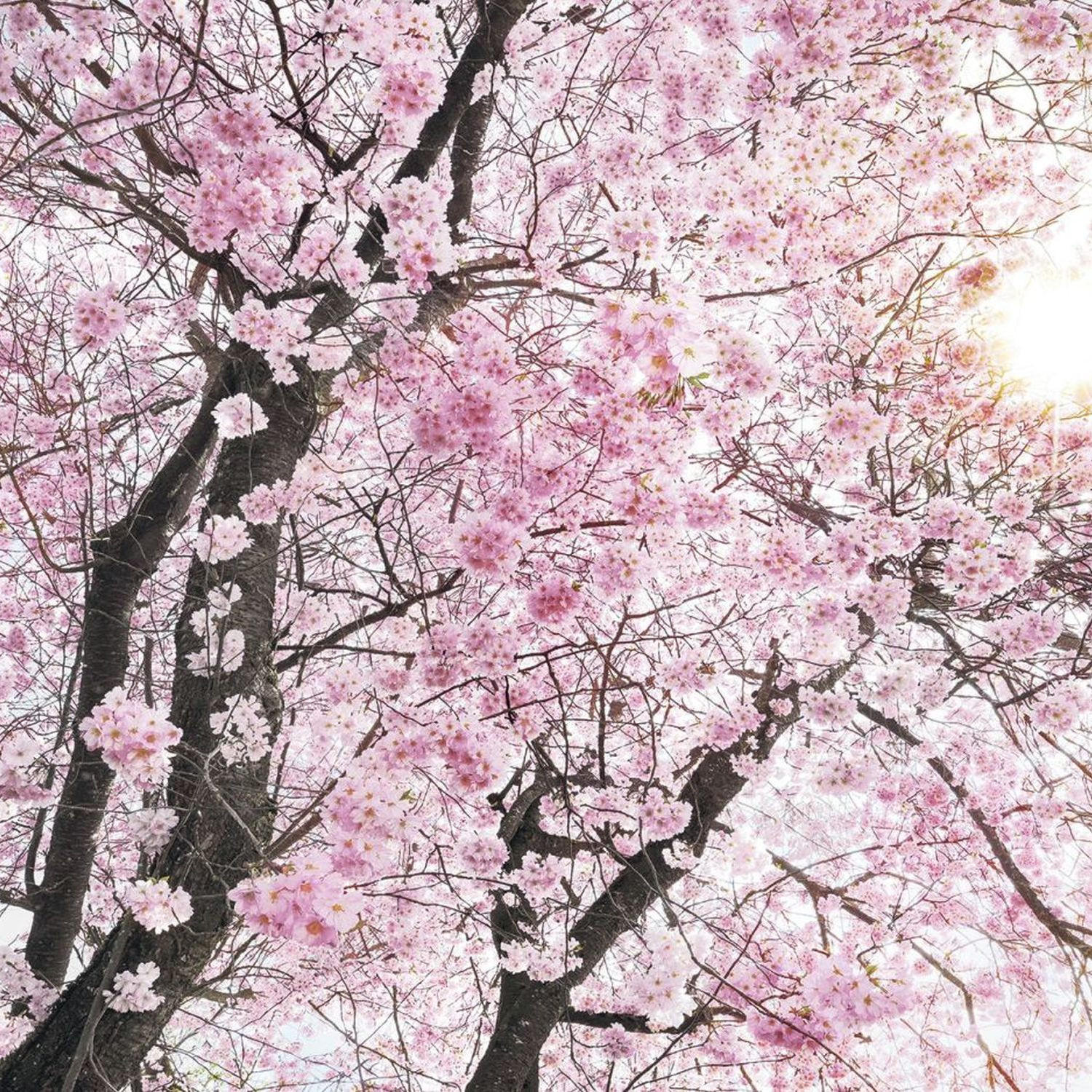 FOTOTAPETE Kirschblüten 400 x 250 cm - Pink, Papier (400/250cm) - Sanders & Sanders