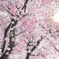 FOTOTAPETE Kirschblüten 400 x 250 cm - Pink, Papier (400/250cm) - Sanders & Sanders