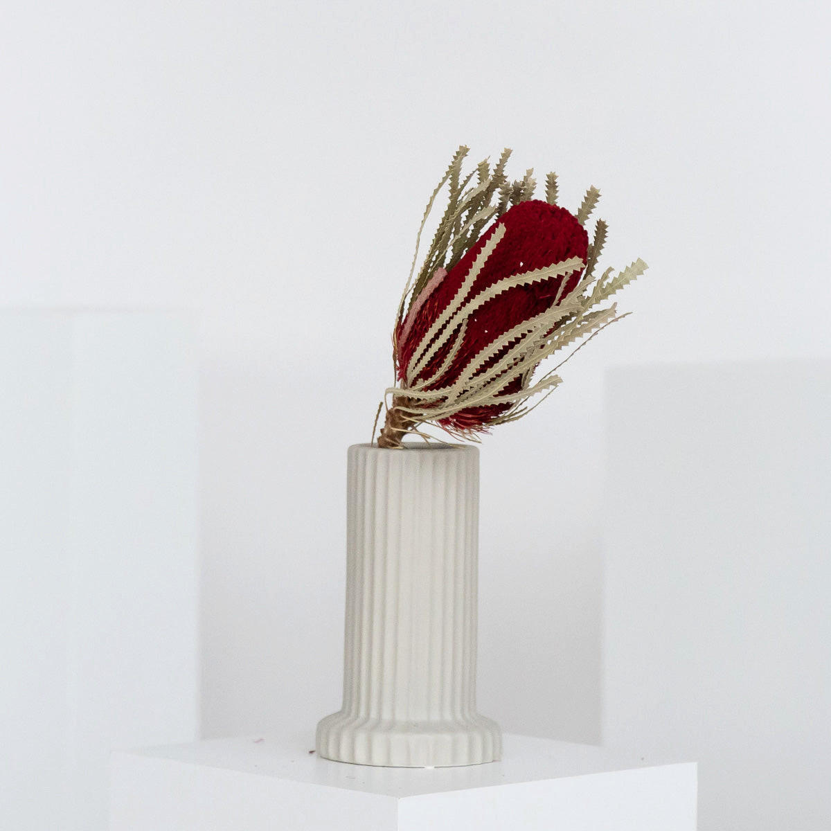 TROCKENBLUME Banksia - weinrot / 30 cm - Weinrot, Naturmaterialien (30cm) - Lykke & You