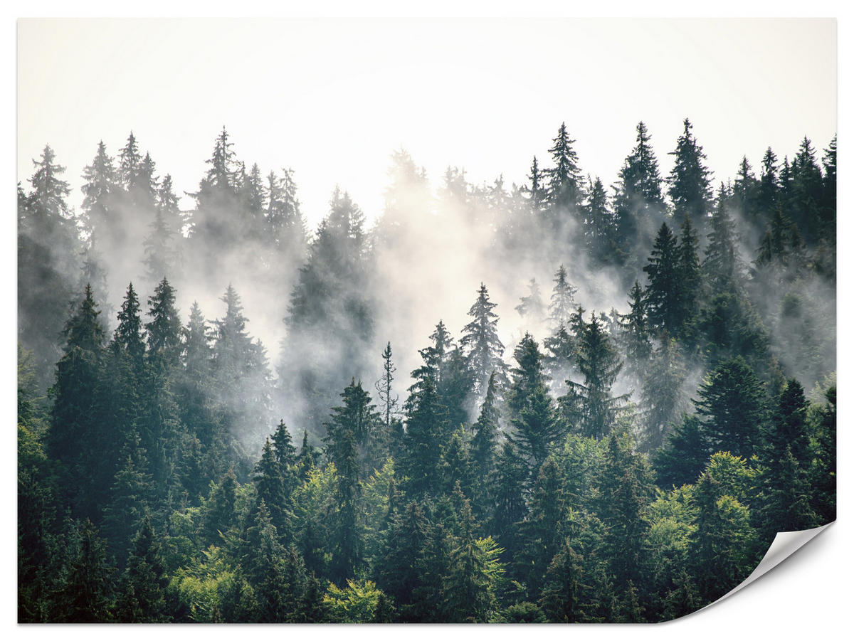 FOTOTAPETE für Wohnzimmer Nebeliger Nadelwald Berg Mystik Bäume 500x350 - Weiß/Grün, Papier (500/350cm) - Muralo