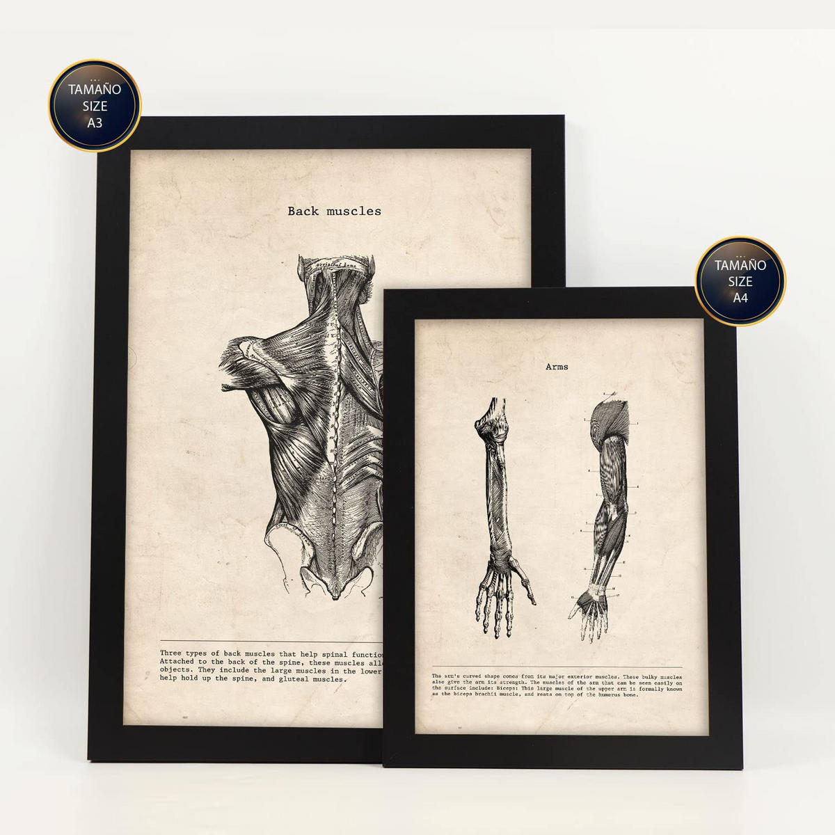 POSTER Set Mit 6 Anatomie Gehirn, Skelett, Muskeln und menschliche Gliedmaßen Größe A3 & A4 Schwarzer Rahmen - Schwarz, Papier (29.7/1cm) - Nacnic