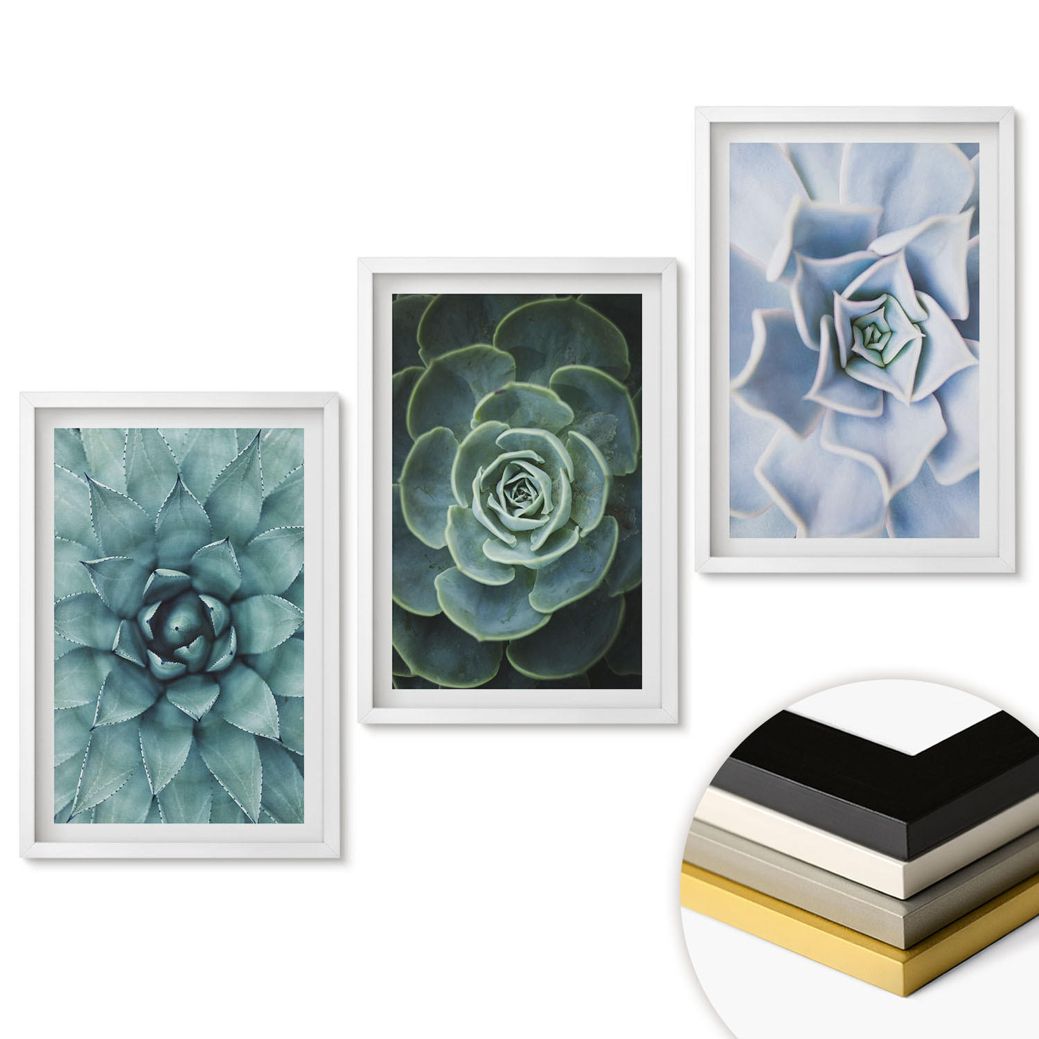 WANDBILDER 3er-Set - 40x60 cm Weißer Rahmen - Sukkulente Pflanzen grün türkis - Weiß, Kunststoff (40/60cm) - ArtPrintCave