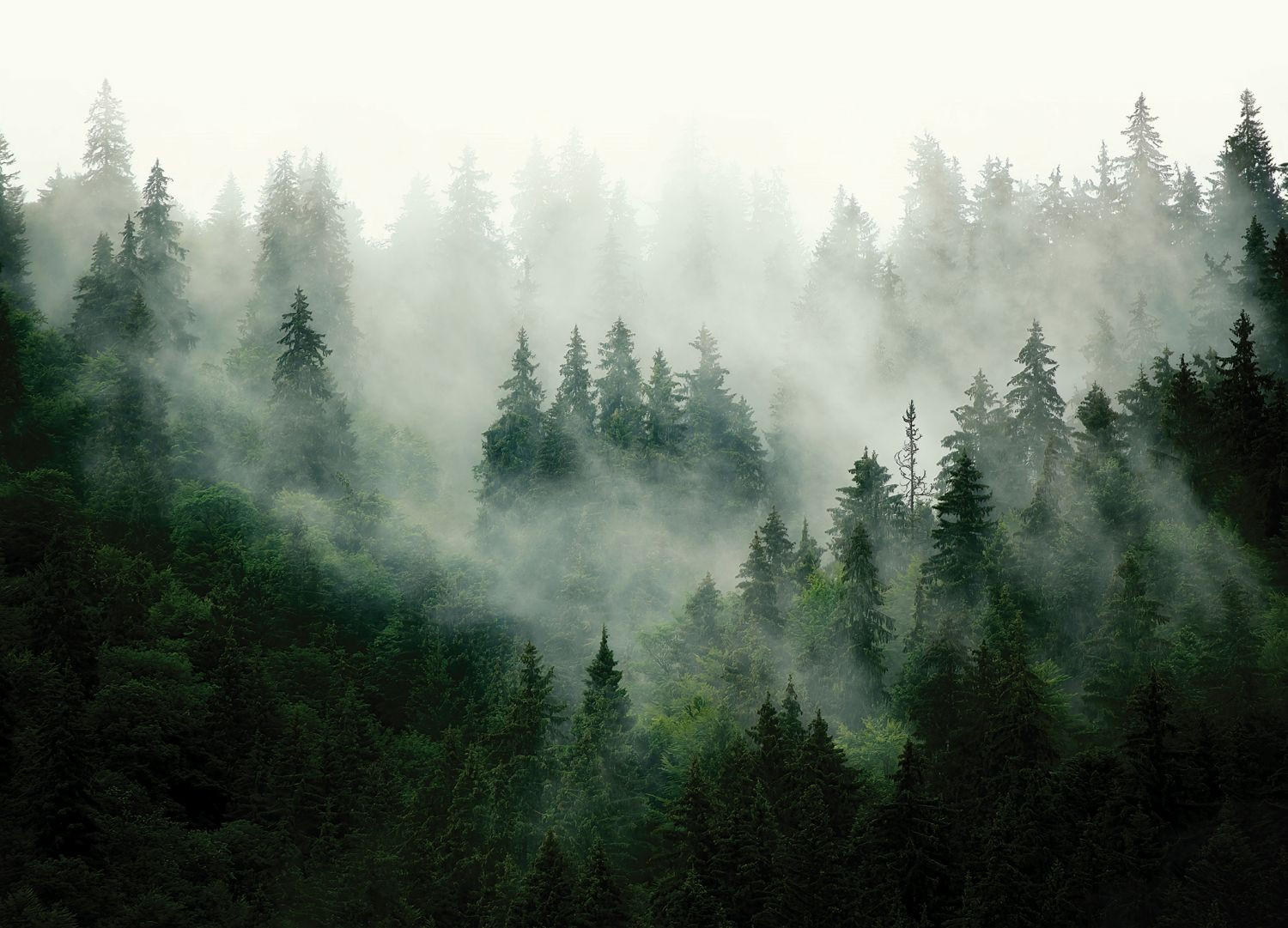 FOTOTAPETE Berglandschaft mit Bäumen 270 x 375 cm - Grün, Papier (270/375cm) - Sanders & Sanders