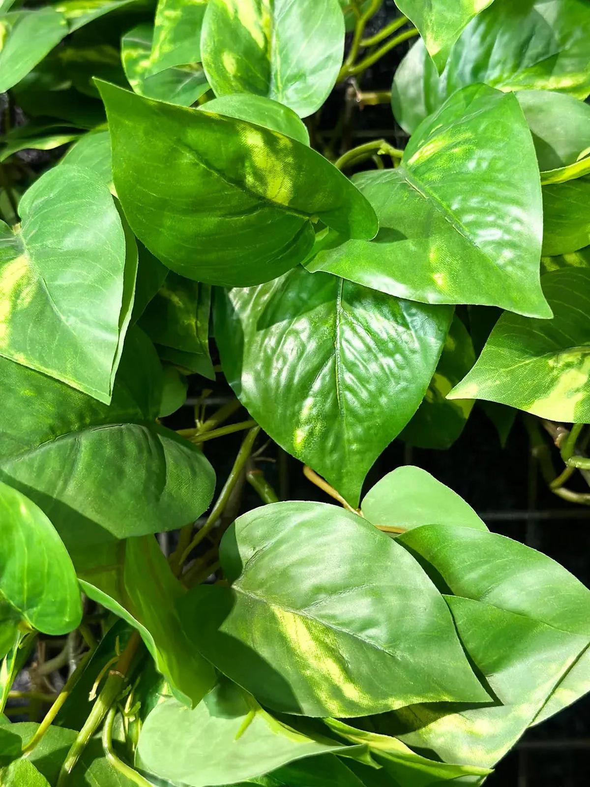 KUNSTPFLANZE Künstlicher Hänge-Pothos - Bella 85 cm - Grün, Kunststoff (85cm) - aplanta