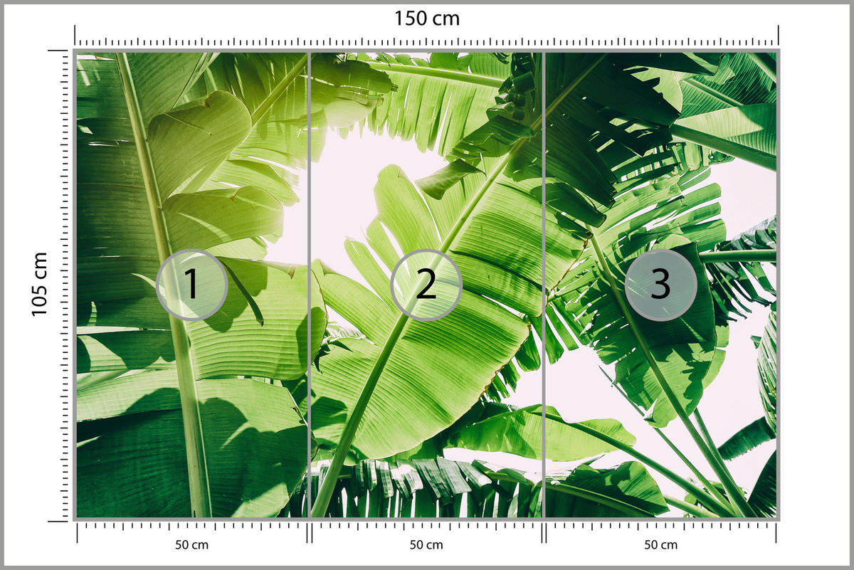 FOTOTAPETE für Wohnzimmer Bananenpflanze Grüne Blätter Tropisch 150x105 - Weiß/Grün, Papier (150/105cm) - Muralo