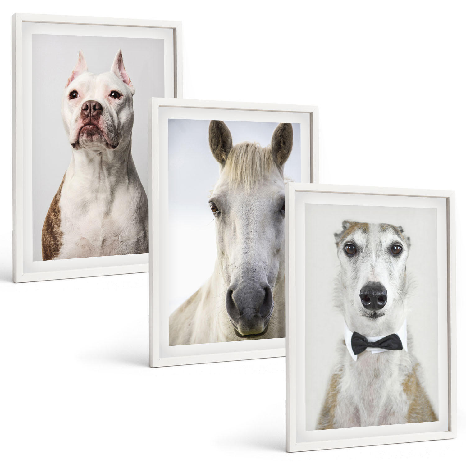 BILDER SET 3er Set - 40x60 cm Weißer Rahmen - Elegante Porträts von Hunden und Pferden - Weiß, Kunststoff (40/60cm) - TULUP