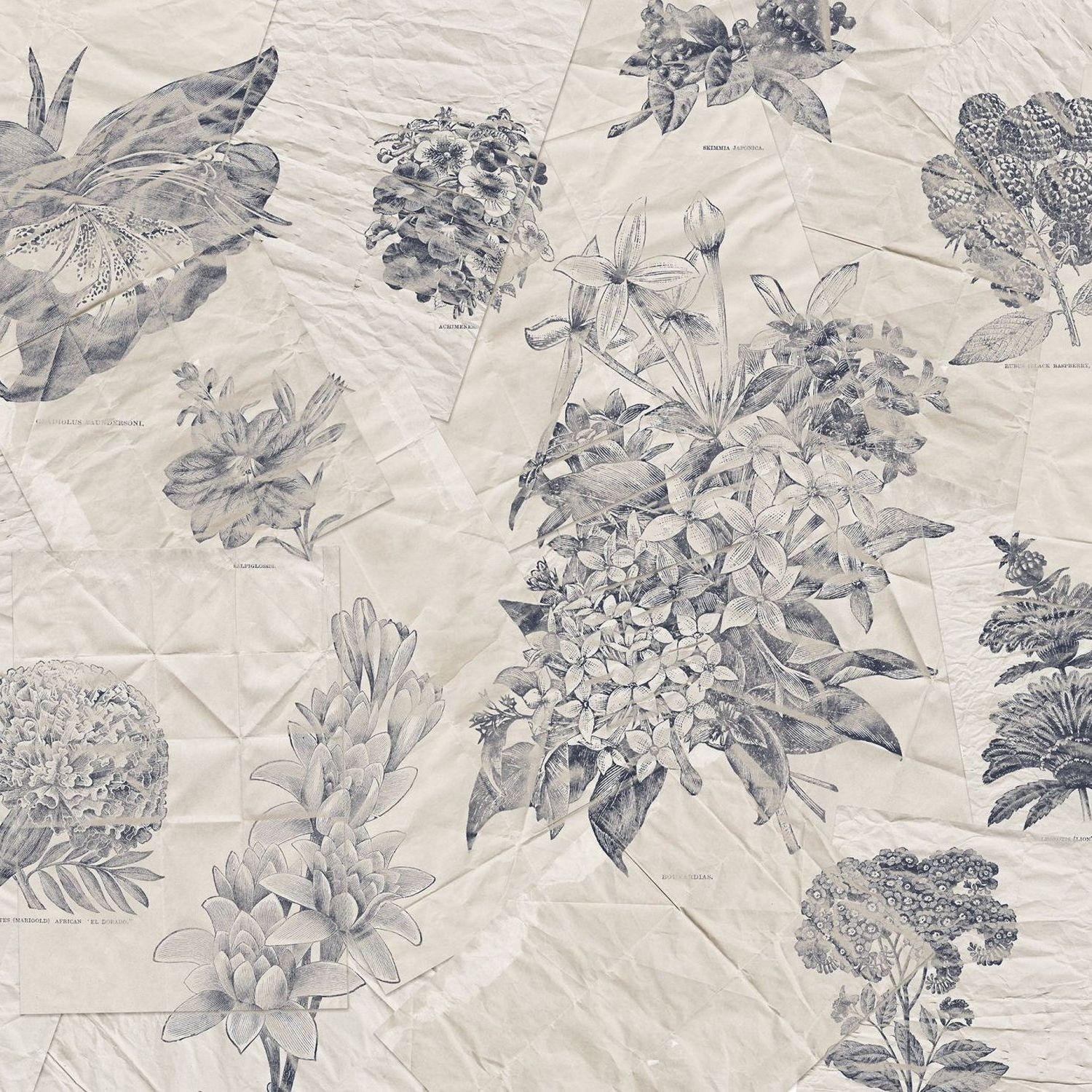 FOTOTAPETE botanische Papiere 400 x 280 cm - Grau, Papier (400/280cm) - Sanders & Sanders