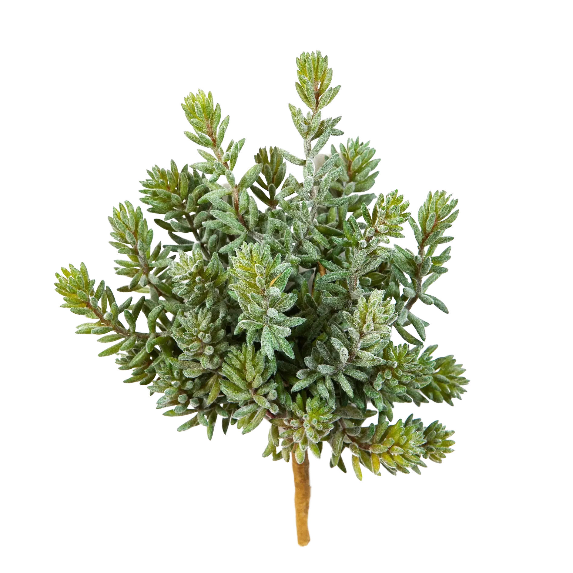 KUNSTPFLANZE Künstliche Sedum - Helin 20 cm - Multicolor, Kunststoff (20cm) - aplanta