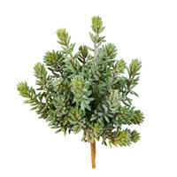 KUNSTPFLANZE Künstliche Sedum - Helin 20 cm - Multicolor, Kunststoff (20cm) - aplanta