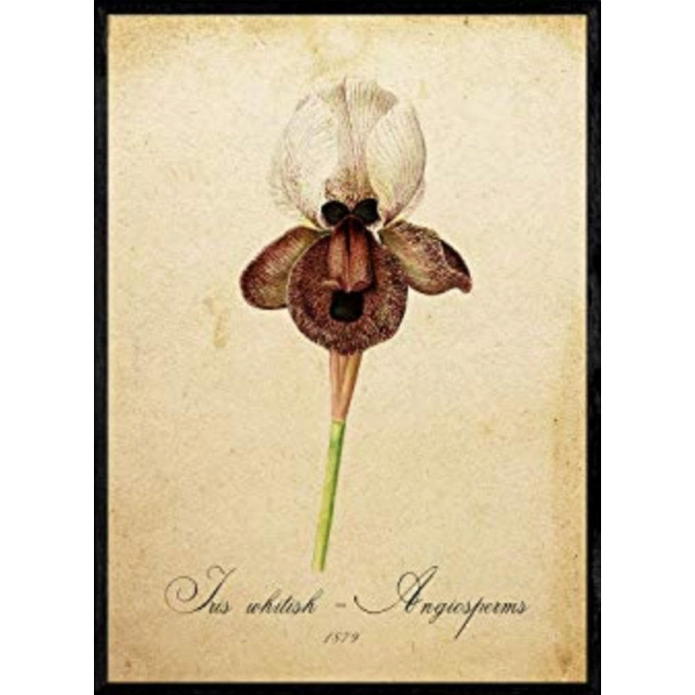 POSTER Iris Whitish. A4 Schwarzer Rahmen - Schwarz, Papier (29.7/5/21cm) - Nacnic