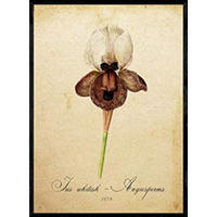 POSTER Iris Whitish. A4 Schwarzer Rahmen - Schwarz, Papier (29.7/5/21cm) - Nacnic