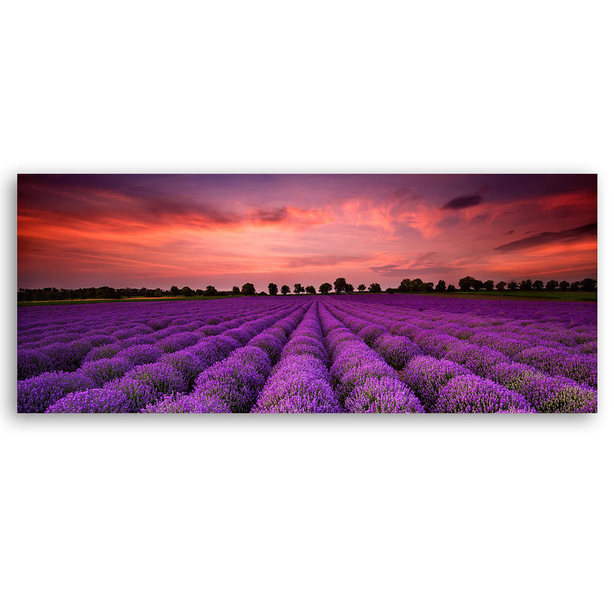 WANDBILD feld mit violetten blumen - Lila, Textil (90/30cm) - Feeby