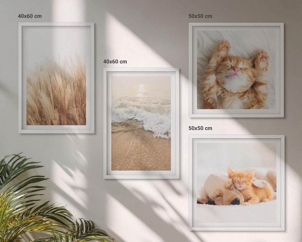 BILDER SET 4er Set - 50x50 cm & 40x60 cm Weißer Rahmen - Niedliche Tiere, Katzen, Hunde, Strand - Weiß, Kunststoff (50/50cm) - TULUP