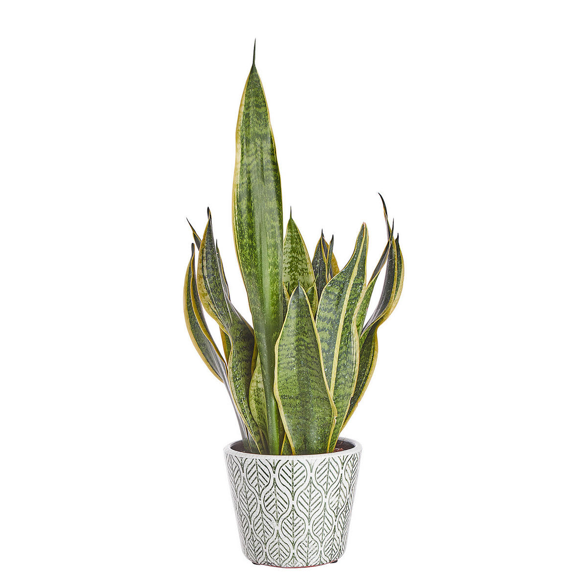 BLUMENTOPF (6er Set) Evergreen - Grün, Keramik (12cm) - Butlers