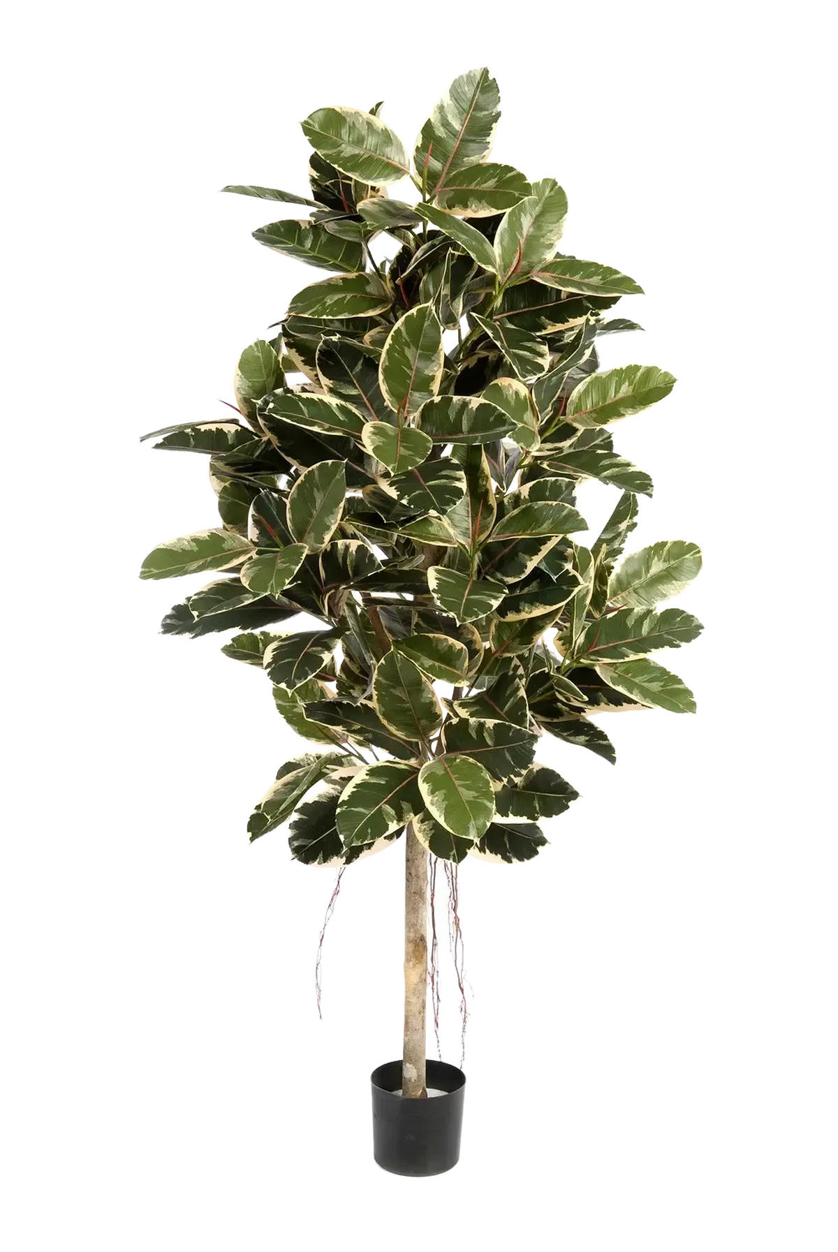 KUNSTBAUM Künstlicher Gummibaum - Kerim 210 cm - Multicolor, Kunststoff (210cm) - aplanta