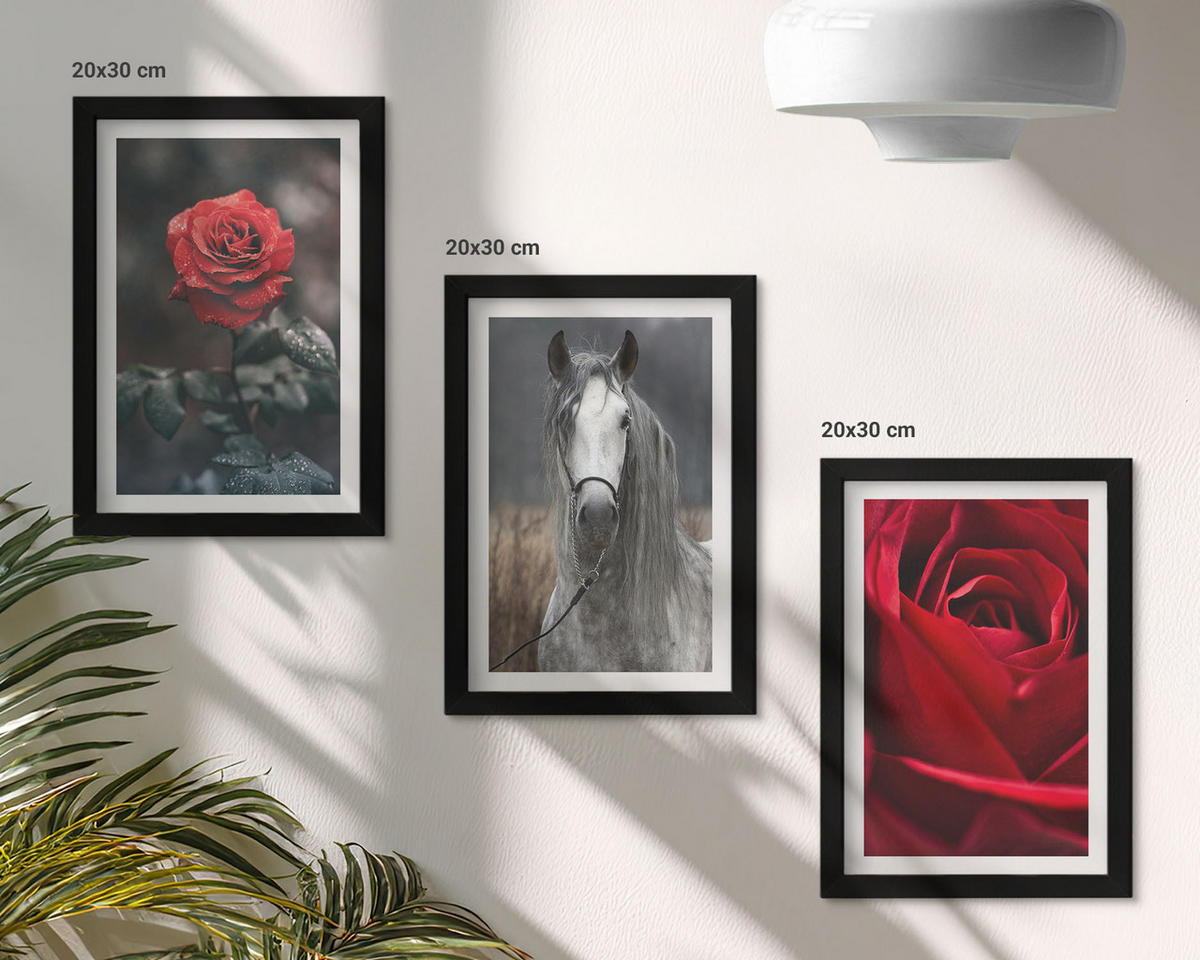 WANDBILDER 3er-Set - 20x30 cm Schwarzer Rahmen - Rote Rosen, Pferdegrau, Welt - Schwarz, Kunststoff (20/30cm) - ArtPrintCave