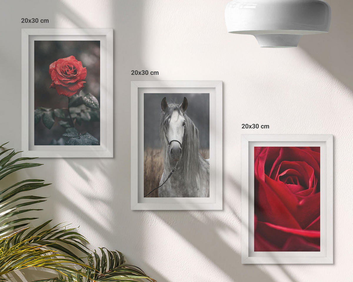 WANDBILDER 3er-Set - 20x30 cm Weißer Rahmen - Rote Rosen, Pferdegrau, Welt - Weiß, Kunststoff (20/30cm) - ArtPrintCave