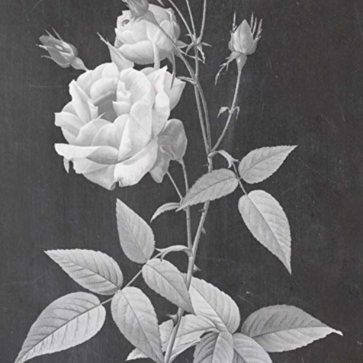 POSTER Set mit 4 Botanischen Stils Rosa weich Schwarz Hintergrund A3 Rahmenlos - Klar, Papier (29.7/3cm) - Nacnic