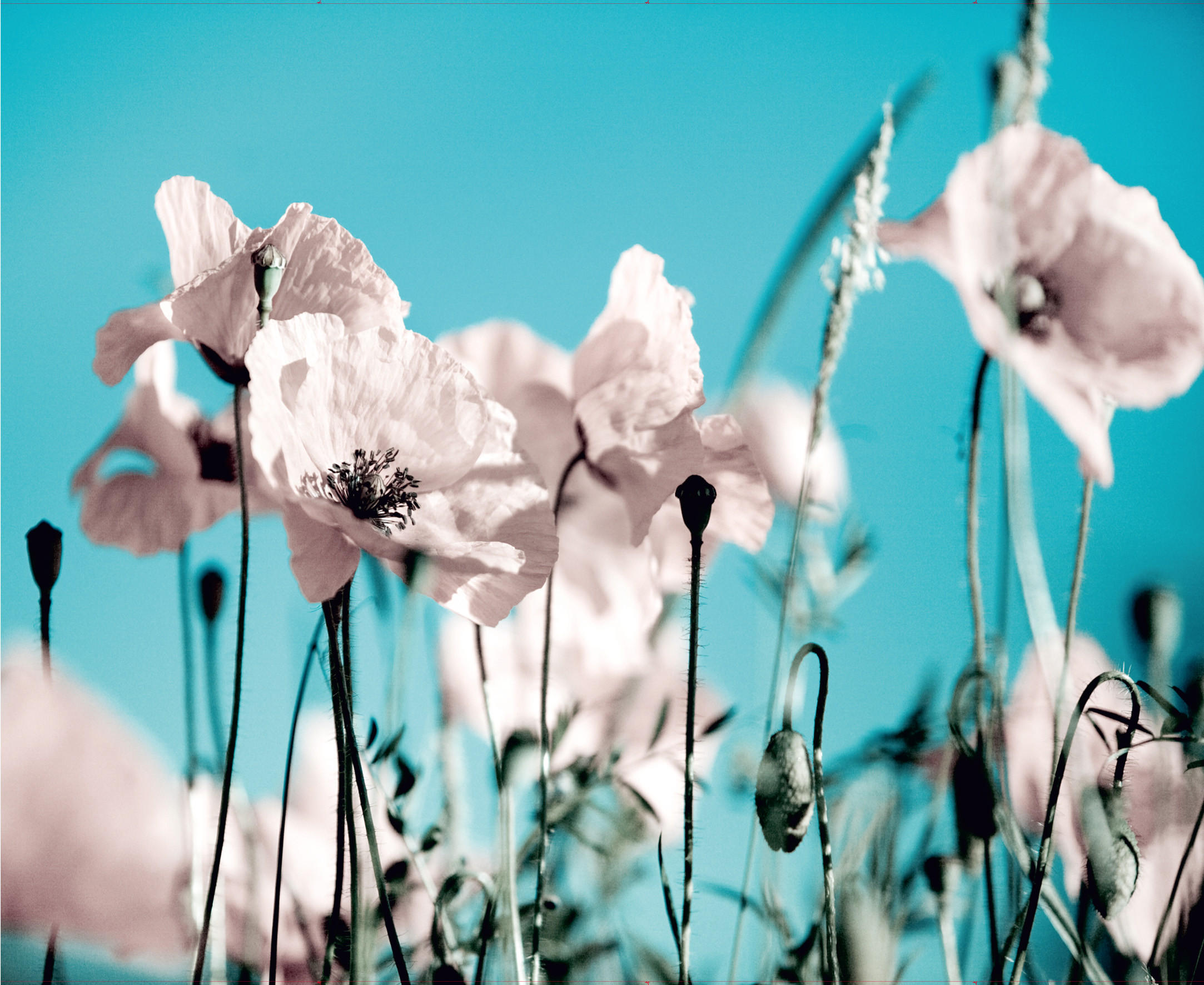 FOTOTAPETE Blumen 375 x 270 cm - Pink, Papier (375/270cm) - Sanders & Sanders