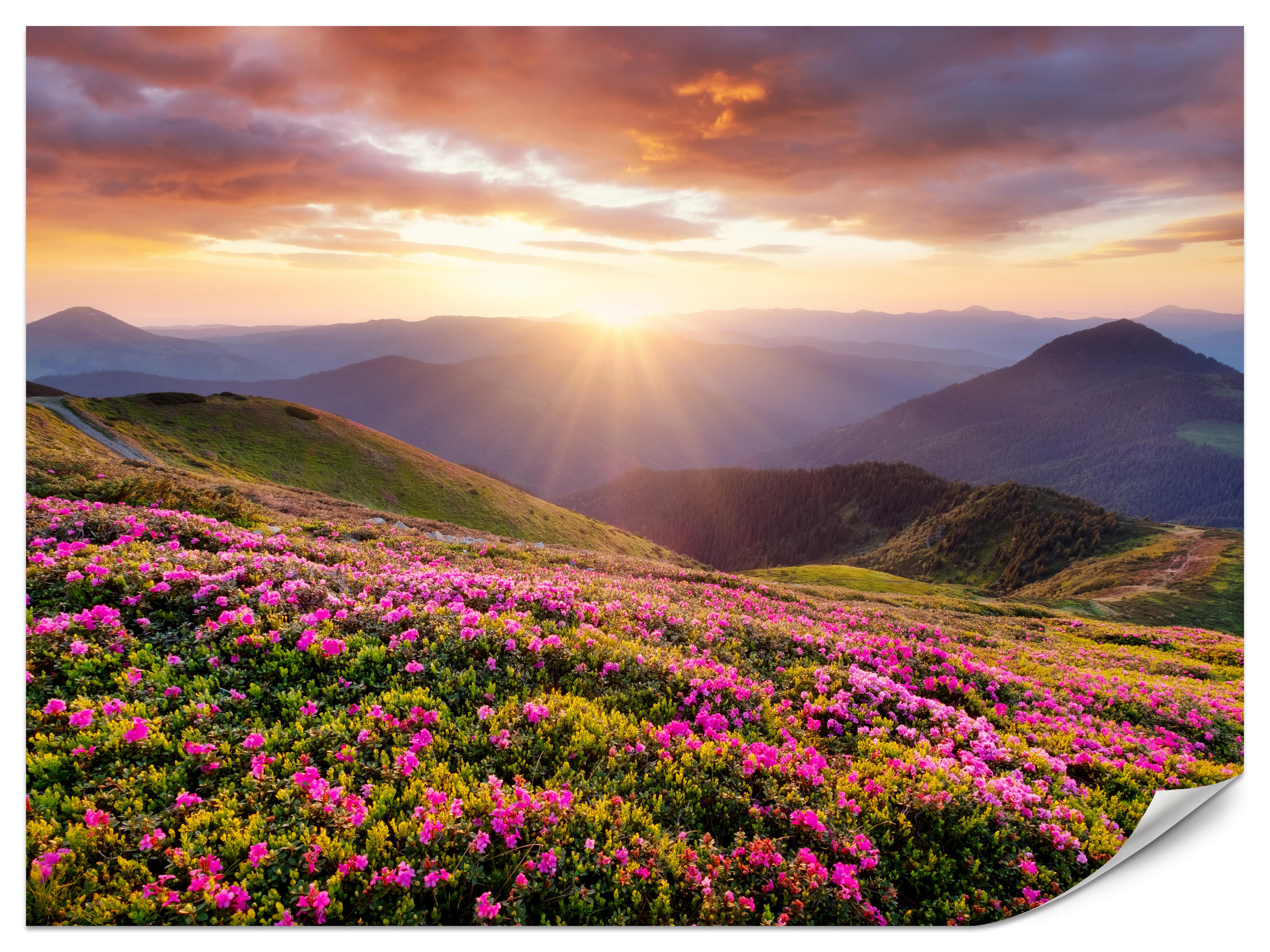 FOTOTAPETE für Wohnzimmer Sonnenuntergang Berge Wiese Blumen 450x315 - Violett/Rosa, Papier (450/315cm) - Muralo