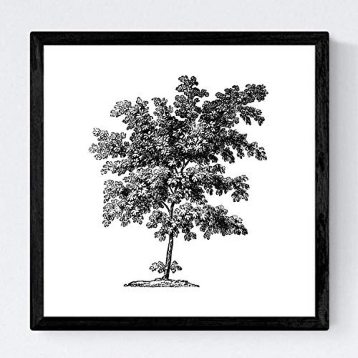 POSTER Set mit 4 Blättern der Bäume ohne Blüten weiß 20x20cm Rahmenlos - Klar, Papier (20/3cm) - Nacnic