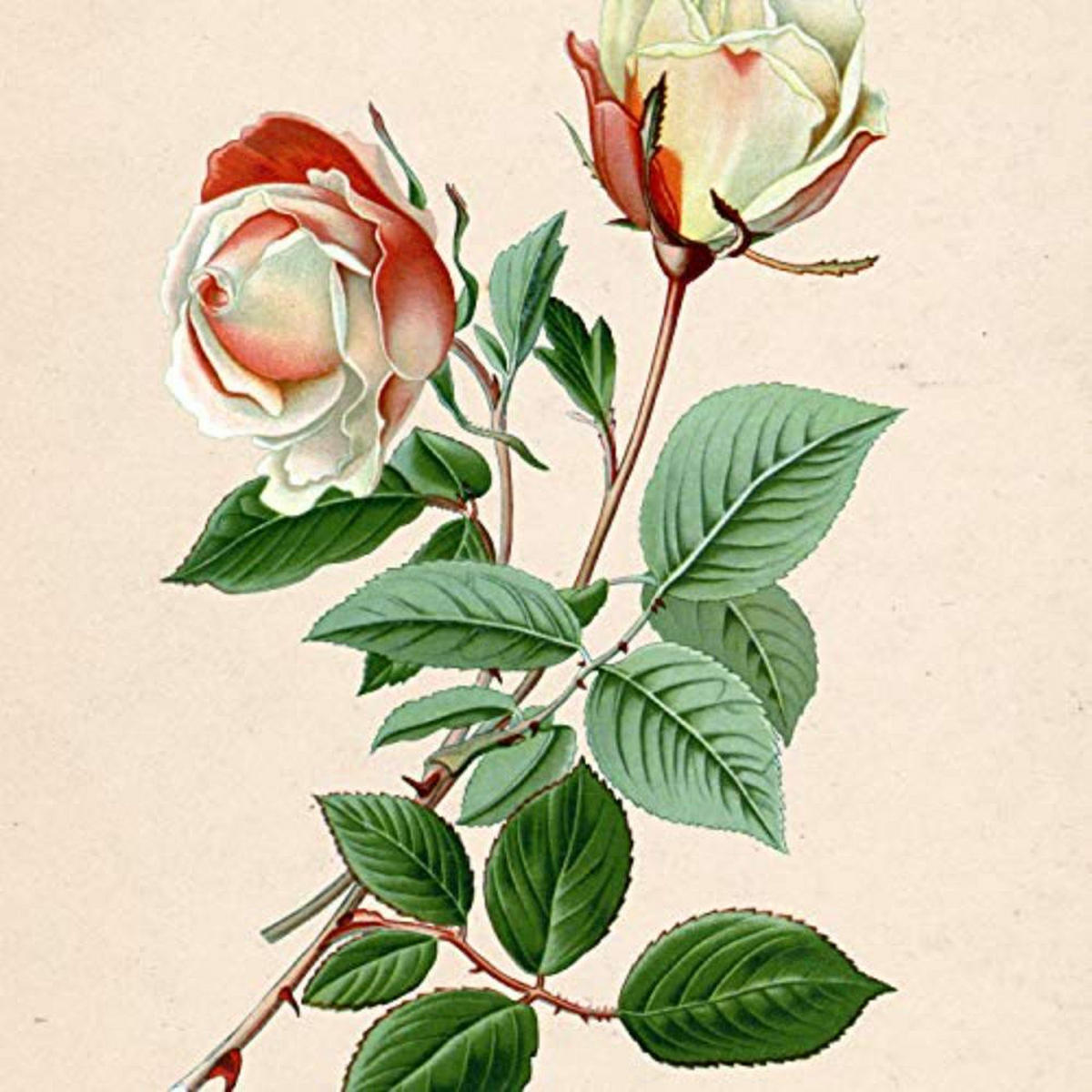 POSTER Set mit 4 Botanische Papier Hintergrund Rosen A3 Rahmenlos - Klar, Papier (29.7/3cm) - Nacnic