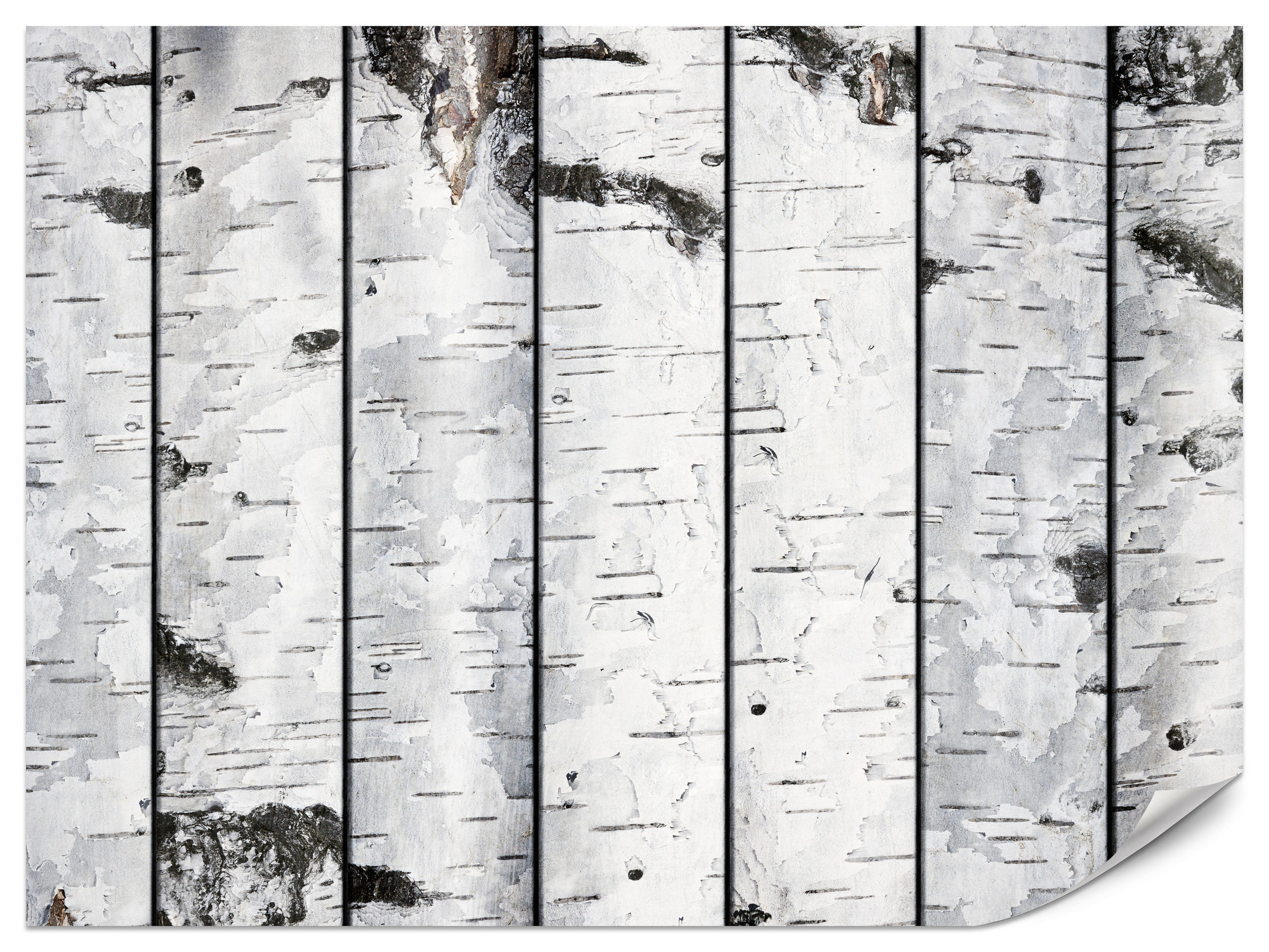 FOTOTAPETA Pre Spálňu Imitácia Brezovej Kôry Brezy Biela Strom 250 x 175 cm - čierna/sivá, papier (250/175cm) - Muralo