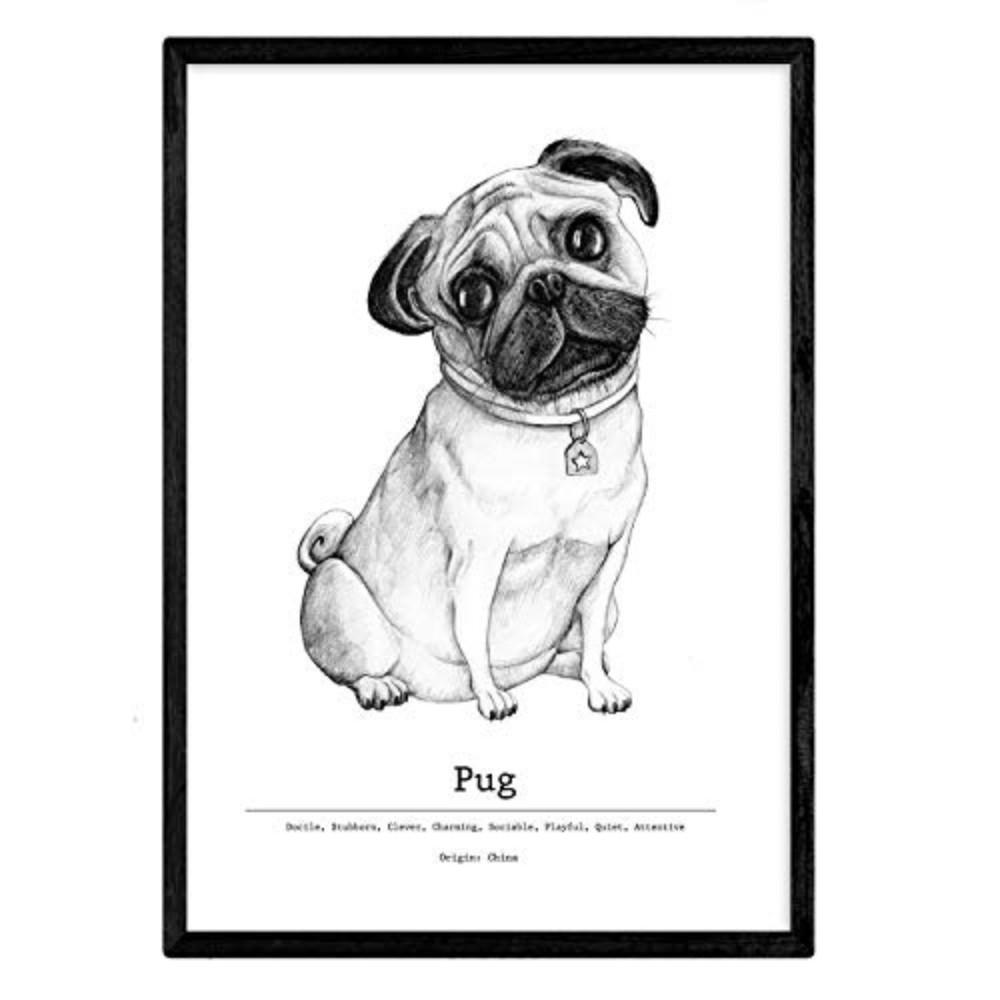 POSTER Pug A4 Rahmenlos - Klar, Papier (29.7/5/21cm) - Nacnic