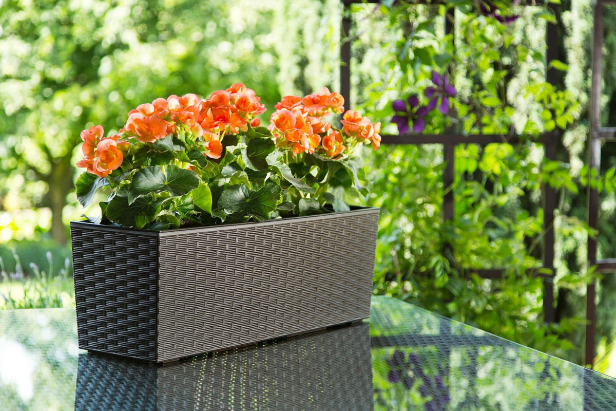 BLUMENKASTEN mit Einsatz und 2 Griffe 56 cm, Mokka - Mokka, Kunststoff (18/56cm) - KADAX