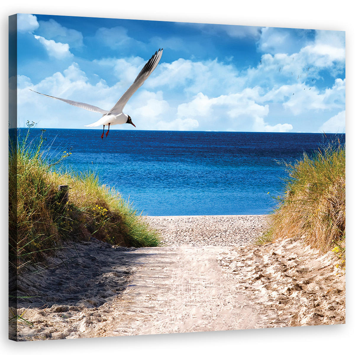 LEINWANDBILD Weg zum Strand und Möwe - Blau, Textil (50/50cm) - Feeby