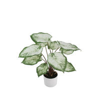 KUNSTPFLANZE Künstliche Caladium - Noelia 55 cm - Grün, Kunststoff (53cm) - aplanta