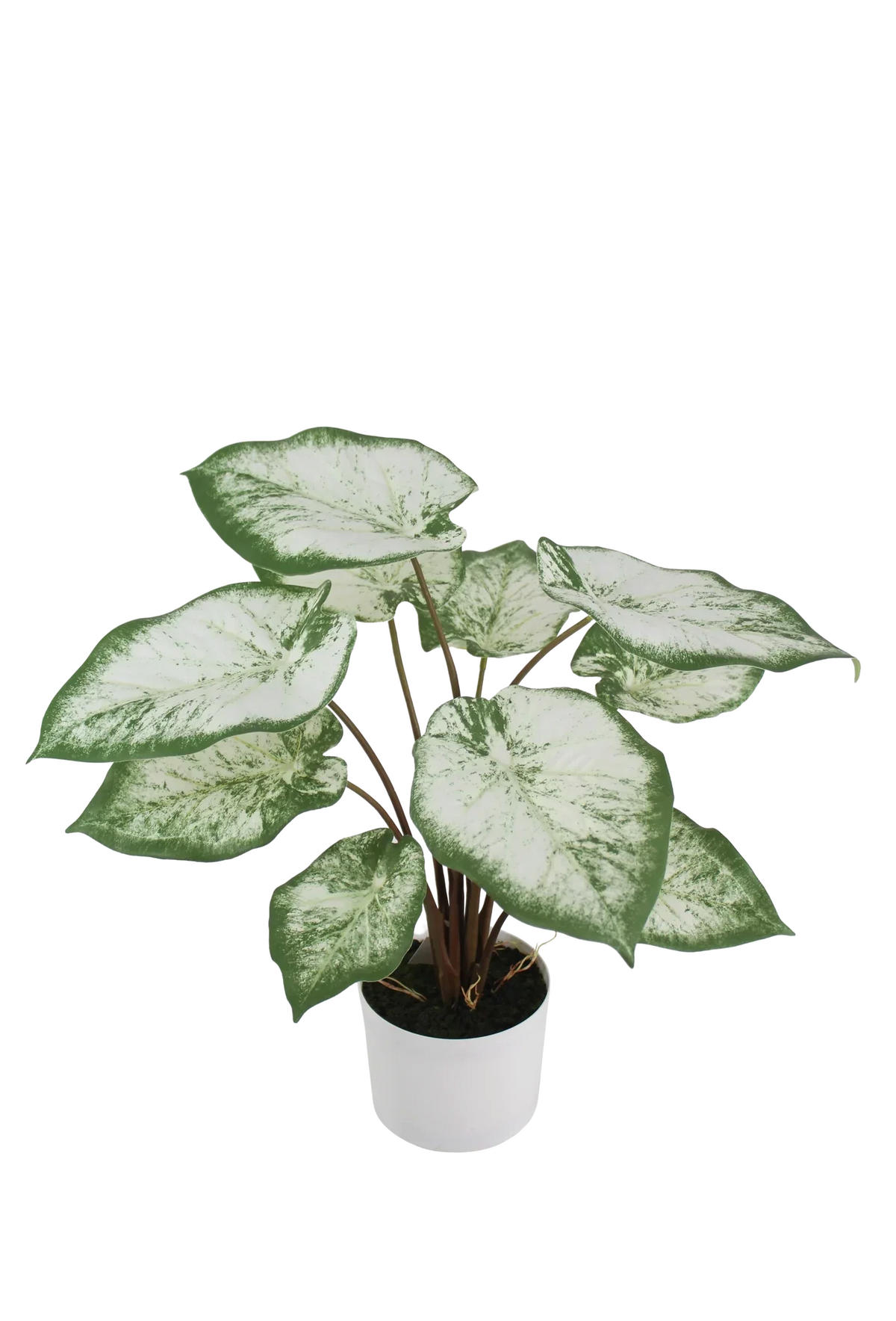 KUNSTPFLANZE Künstliche Caladium - Noelia 55 cm - Grün, Kunststoff (53cm) - aplanta