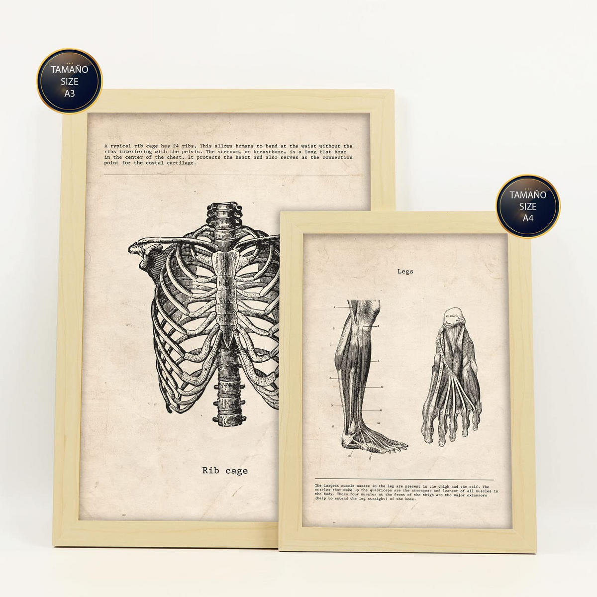 POSTER Set Mit 6 Körperanatomie Größe A3 & A4 Rahmen aus hellem Holz - Beige, Papier (29.7/1cm) - Nacnic